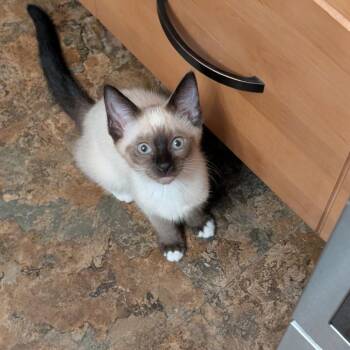 Opal -  Siamese Cat for Adoption in Sandy Springs, Georgia - Opal | PetCurious