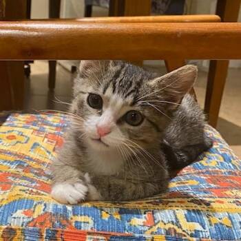 Doc Quakers -  Domestic Short Hair Cat Available for Adoption in Las Vegas, Nevada - Doc Quakers | PetCurious