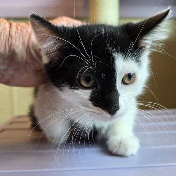 Big Boy -  Domestic Short Hair Cat for Adoption in Madisonville, Tennessee - Big Boy | PetCurious