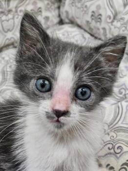Mariel-Hemingway -  Extra Toes Cat Hemingway Polydactyl Cat for Adoption in Gardena, California - Mariel-Hemingway | PetCurious