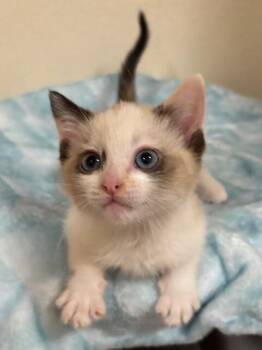Breeze -  Domestic Short Hair Cat for Adoption in Fort Collins, Colorado - Breeze | PetCurious