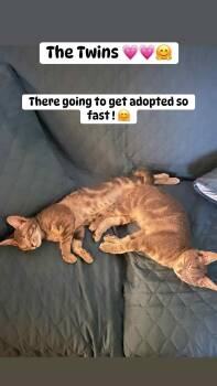 Rescue Domestic Short Hair Cats for Adoption in Chesapeake Beach, Maryland - Eleven And Max | PetCurious
