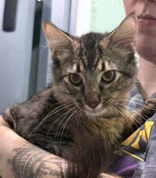Angus -  Maine Coon Cat for Adoption in Waverly, Tennessee - Angus | PetCurious