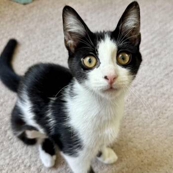 Miss Croissant -  Domestic Short Hair Cat for Adoption in Richmond, Virginia - Miss Croissant | PetCurious
