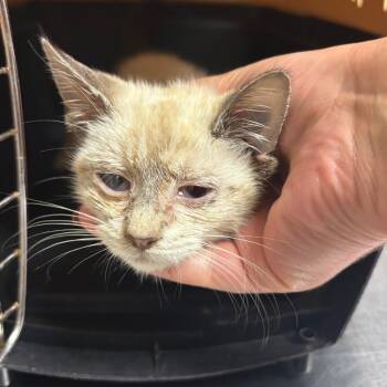 Kimchi -  Domestic Short Hair Cat for Adoption in Ottawa, Kansas - Kimchi | PetCurious