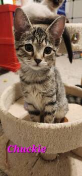 Rescue Domestic Short Hair Cats for Adoption in Evans, Georgia - Chuckie | PetCurious