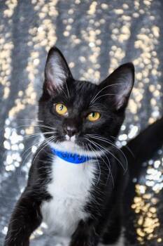Coffee -  Domestic Short Hair Cat for Adoption in Yakima, Washington - Coffee | PetCurious