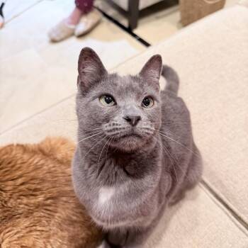 American Shorthair Cats Available for Adoption - Chamy  | PetCurious