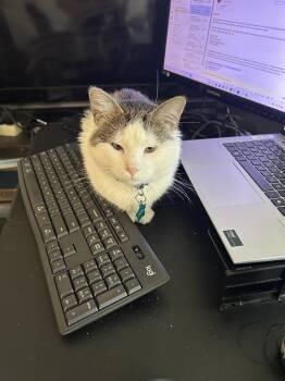 Oliver -  Domestic Short Hair Cat for Adoption in Dayton, Minnesota - Oliver | PetCurious