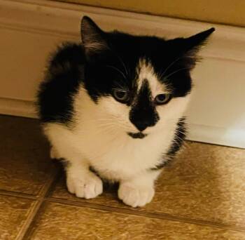 Rescue Domestic Short Hair Cats for Adoption in Taycheedah, Wisconsin - King | PetCurious