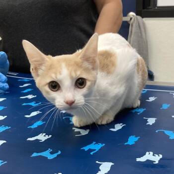Domestic Short Hair Cats Available for Adoption - Poppy Seed Bagel | PetCurious