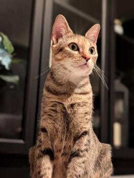 Princess -  Tabby Cat for Adoption in San Antonio, Texas - Princess | PetCurious