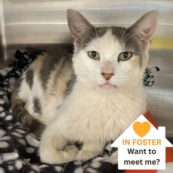 Rescue Domestic Short Hair Cats for Adoption in Salt Lake City, Utah - Laramie | PetCurious