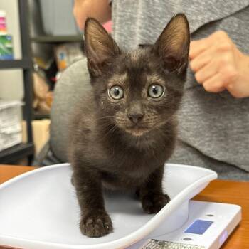 Ninja -  Domestic Short Hair Cat for Adoption in Spring Hill, Kansas - Ninja | PetCurious