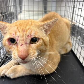 Feral Butch Cassidy -  Domestic Short Hair Cat for Adoption in Columbiana, Alabama - Feral Butch Cassidy | PetCurious