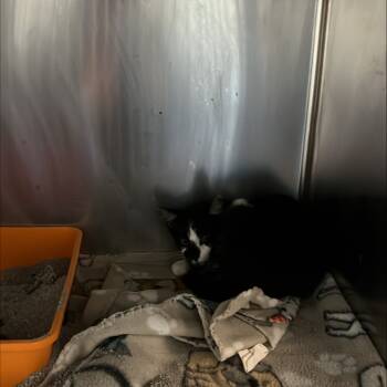 Rescue Domestic Short Hair Cats for Adoption in Richmond Hill, Georgia - Hidie | PetCurious