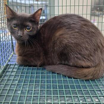 Bea -  Domestic Short Hair Cat for Adoption in Des Moines, Iowa - Bea | PetCurious