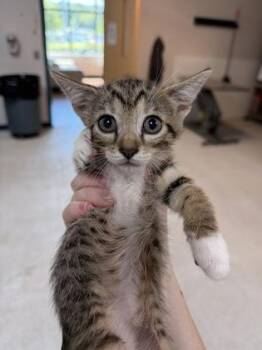Covered -  Domestic Short Hair Cat for Adoption in Savannah, Georgia - Covered | PetCurious