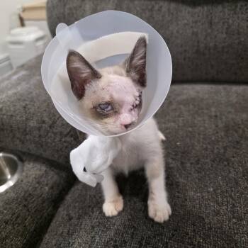 Pierson -  Domestic Short Hair and Siamese Cat for Adoption in Mastic, New York - Pierson | PetCurious