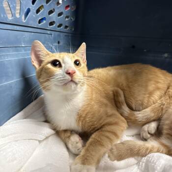 Crouton Cruncher Chet -  Tabby and Domestic Short Hair Cat for Adoption in Columbia, South Carolina - Crouton Cruncher Chet | PetCurious