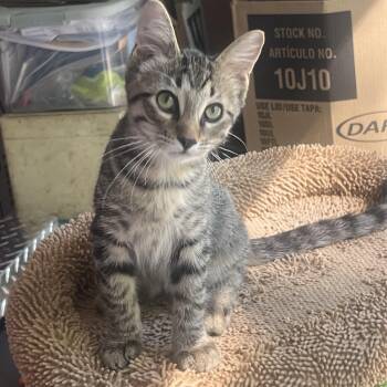 Rescue Domestic Short Hair Cats for Adoption in Caseville, Michigan - Tigger | PetCurious