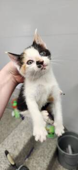 Tiger Lily -  American Shorthair Cat for Adoption in Van Wert, Ohio - Tiger Lily | PetCurious