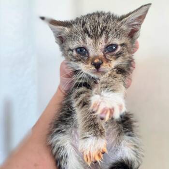 Teaspoon -  Domestic Short Hair Cat for Adoption in Chapel Hill, North Carolina - Teaspoon | PetCurious