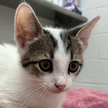 Leo -  Domestic Short Hair Cat Available for Adoption in Corpus Christi, Texas - Leo | PetCurious