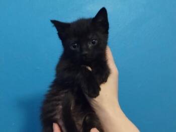 Domestic Short Hair Cats Available for Adoption in Gorham, Maine - Moonglow | PetCurious