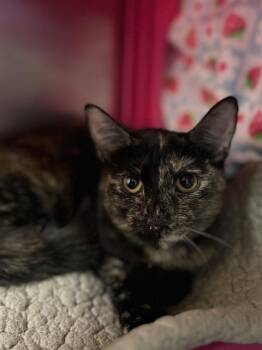 Domestic Short Hair Cats Available for Adoption in Aliquippa, Pennsylvania - SHIMMY | PetCurious