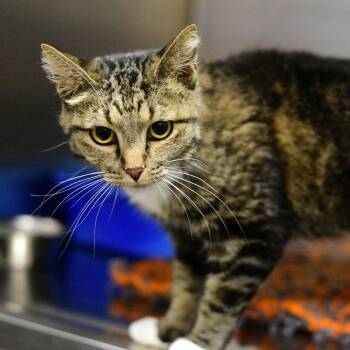 Marigold -  Domestic Short Hair Cat for Adoption in Idaho Falls, Idaho - Marigold | PetCurious