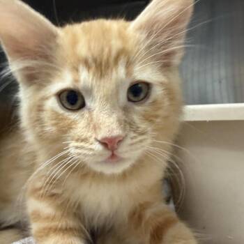 Bibi -  Domestic Medium Hair Cat for Adoption in Hawthorne, California - Bibi | PetCurious