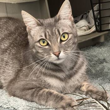 Winnie -  Domestic Short Hair Cat for Adoption in San Carlos, California - Winnie | PetCurious