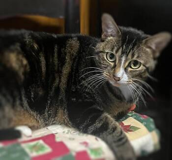 Angel -  American Shorthair and Tabby Cat for Adoption in Ocean Springs, Mississippi - Angel | PetCurious
