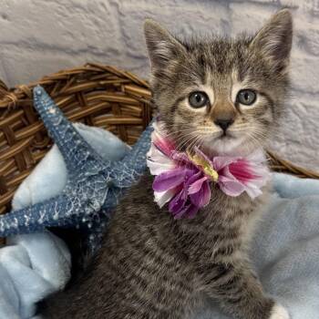 Thyme -  Domestic Short Hair Cat for Adoption in Harrisonburg, Virginia - Thyme | PetCurious