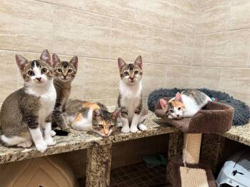 Marmee -  Domestic Short Hair Cat for Adoption in New Prague, Minnesota - Marmee | PetCurious