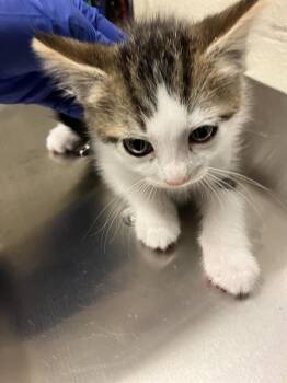NUTMEG -  Domestic Short Hair Cat for Adoption in Long Beach, California - NUTMEG | PetCurious