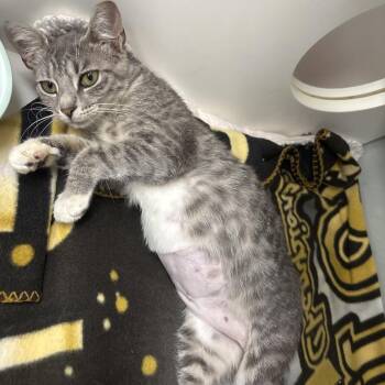 Galadriel -  Domestic Short Hair Cat Available for Adoption in Jupiter, Florida - Galadriel | PetCurious