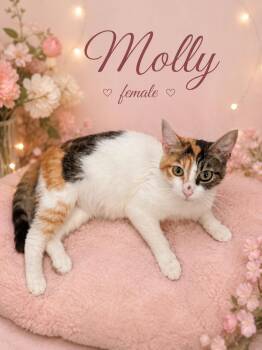 Calico Cats Available for Adoption in Reno, Nevada - Molly | PetCurious