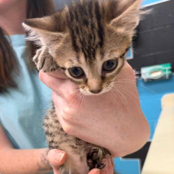 Lucky -  Domestic Short Hair Cat for Adoption in Ardmore, Oklahoma - Lucky | PetCurious