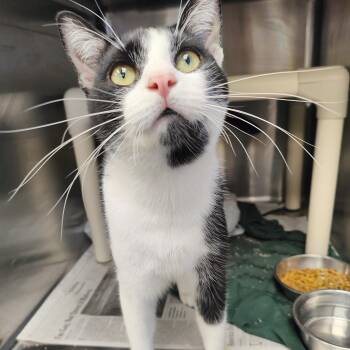 Sj -  Domestic Short Hair Cat for Adoption in Jersey City, New Jersey - Sj | PetCurious