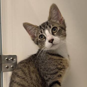 Shallot -  Domestic Short Hair Cat for Adoption in Naperville, Illinois - Shallot | PetCurious
