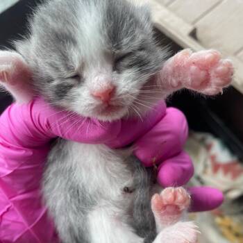 Domestic Short Hair Cats Available for Adoption in Philadelphia, Pennsylvania - Jellyfish | PetCurious