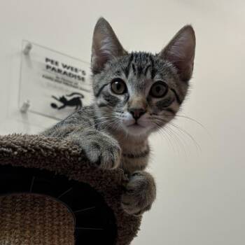 Twizzler -  Domestic Short Hair Cat for Adoption in Tuscaloosa, Alabama - Twizzler | PetCurious