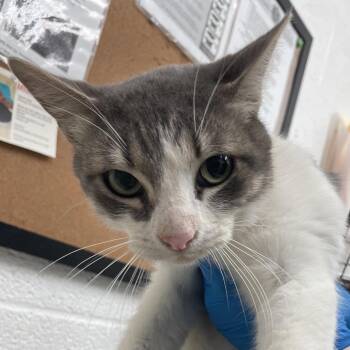 Domestic Short Hair Cats Available for Adoption - Lime | PetCurious