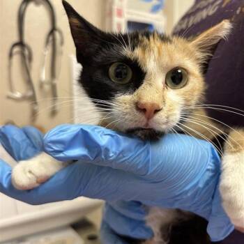 Tenshi -  Domestic Short Hair Cat for Adoption in Tempe, Arizona - Tenshi | PetCurious