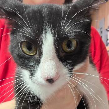 Ahri needed Willow -  Domestic Short Hair Cat for Adoption in Leander, Texas - Ahri Needed Willow | PetCurious