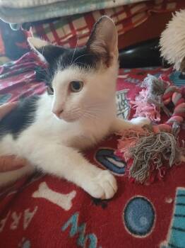 Sweetie Turner -  Domestic Short Hair Cat for Adoption in Chandler, Arizona - Sweetie Turner | PetCurious