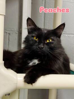 Peaches -  Domestic Long Hair Cat for Adoption in Rock Hill, New York - Peaches | PetCurious