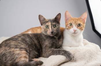 Stormy & Tangi -  Domestic Short Hair Cat for Adoption in Franklin, Massachusetts - Stormy & Tangi | PetCurious